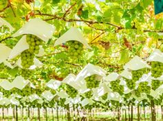 The Grapes of Wrath: Japan to Set Up Agency to Protect Plant Variety Rights against Overseas Infringement
