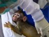 China’s Drug Ambitions Fuel International Race for Laboratory Monkeys in Southeast Asia