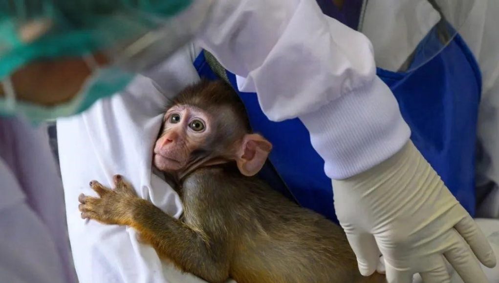 monkey