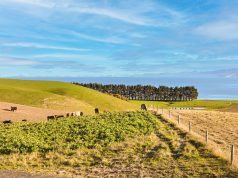 New Zealand Bets on Climate-Friendly Cows to Protect Farm Exports