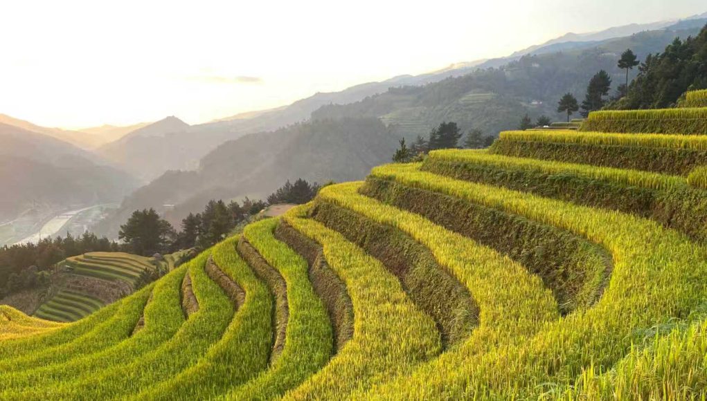 agriculture1