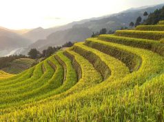 From Selling Products to Building Ecosystems: A New Trend in Chinese Agriculture’s Expansion into ASEAN