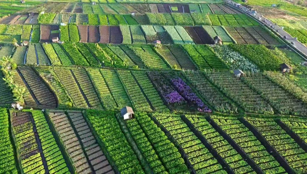 agriculture2