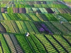 Why Chinese Agricultural Companies Are Betting on Industrial Parks in Their Overseas Expansion