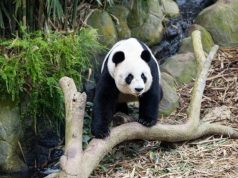 Kai Kai And Jia Jia Celebrate Birthdays as Singapore’s First Panda Planet Exhibition Opens
