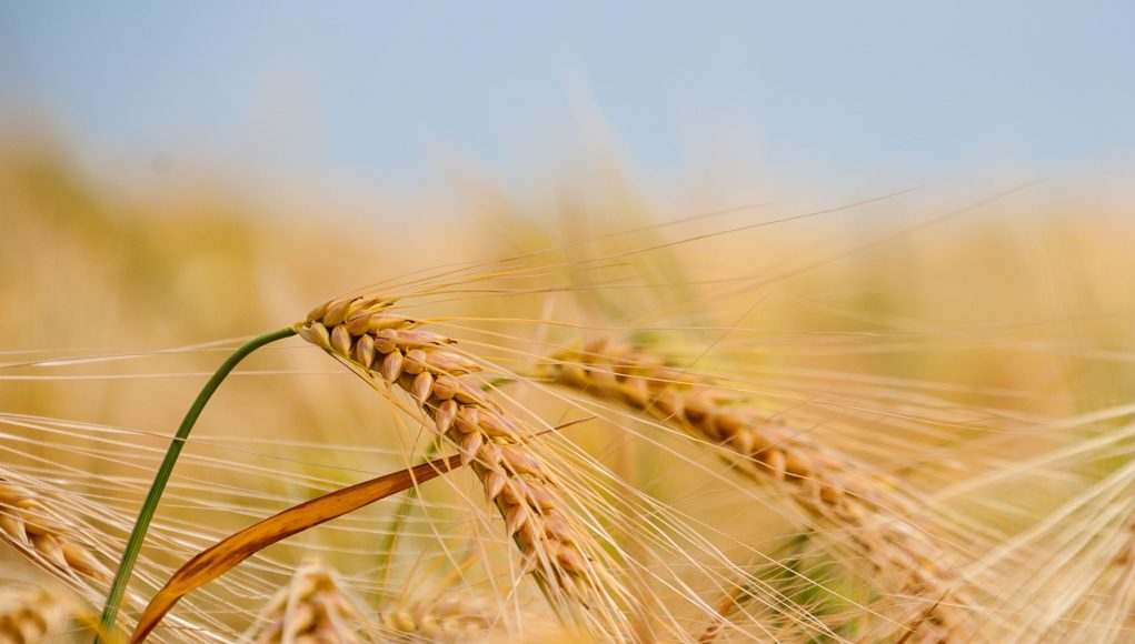 Close-up of golden wheat